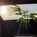 룰루랄라 댕치원 이미지