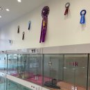 오마이퍼피 이미지