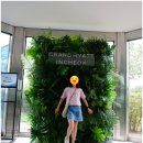 매직닭스 | 차_그랜드하얏트인천 레스토랑8 조식 / 파라다이스시티 원더박스 / 어린이놀이터, 수영장, 스타닭스(배달)