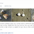 해품조개 이미지