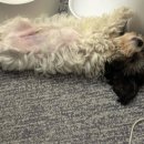 엘로이 동물병원 이미지