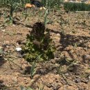 솜리치킨 고창점 이미지