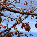 이명은 농장 이미지