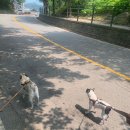 가평아름마루독채애견펜션 이미지