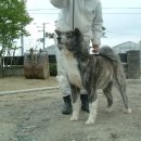 " NEW TOP DOG ARRIVE IN KOREA " 이미지