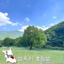 빛채움 초가민박 | 영월 청보리밭 아니라고? 지금 가야할 강원도 삼옥리 호밀밭 여행 코스