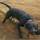 Awesome kennel Daum카페
