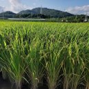 광산-평동-광산-61 이미지