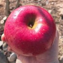 정 농원 이미지