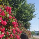 장미산업 이미지