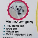 강아지 공화국 이미지