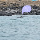동일리-10 | 제주돌고래힐링투어 솔직후기｜아이와 함께한 서귀포 돌고래투어 성공기