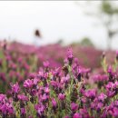 보라빛 섬마을 - 퍼플섬 박지도 담장 위 그리고 길가에 핀 꽃들 이미지