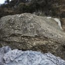 제주 서귀포층 패류화석 산지 이미지