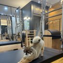 울프짐(WOLF GYM) | 인천논현동pt 힘은 얻고 뻣뻣함은 버려라! 울프짐에서 '강한 유연성'을 완성해야 하는 이유