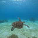 모바일로 떠나는 특별한 자유여행과 사진 (1)(1) | 필리핀 보홀여행 3박5일 자유여행 코스 패키지 일정