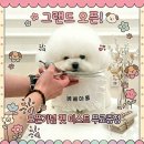 하니펫살롱(HONEYPETSALON) | 애견미용 잘하는 곳 찾는 분 필독, 광교 베베아몽 애견미용실 신규오픈 방문후기