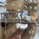 햄스터분양 베이비초롱 | 유키 사육장 꾸미기