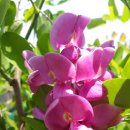 아카시아병원 이미지