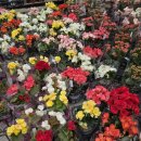 남사-19 | 용인 남사 예삐플라워｜호접란 분갈이까지 1만원대 갓성비 후기