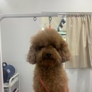 다소니펫살롱 이미지