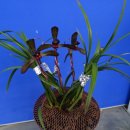 자주고름 이미지