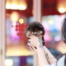 향기펫샵 이미지