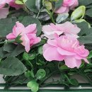 별동자리 이미지