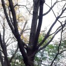 수명산 사랑나무 이미지