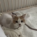 메종드캣 | [광주 고양이 무마취미용 ::: 메종드캣] 4번째 이용후기