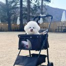 펫클래식 | [강아지 유모차] 펫초이스 클래식 유모차 솔직후기