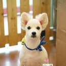 빙구네 애견미용실 네이버블로그