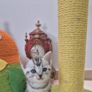 만남헤어�� | 오곡동고양이분양 후기, 아메리칸숏헤어 첫 만남