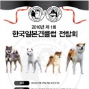 한국시바견클럽 이미지