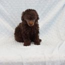 빵실빵실 이미지