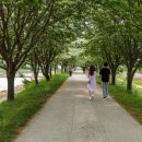 이팝나무길 이미지