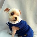 서구애견센타 이미지