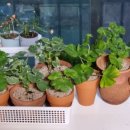 멍블라썸 이미지