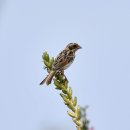 새만금의 쇠검은머리쑥새3(Ochre-rumped Bunting) 이미지