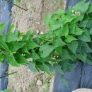 산내들농장 이미지