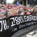 Fall in dog 이미지