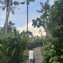 동부부녀 | 세 돌 아기와 발리 우붓 3일차 | 낀따마니 아카사카페·띠르따엠플사원·뜨갈랑랑계단식논·D'tukad...