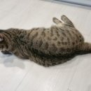 딩글딩글고양이 이미지