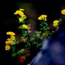 원적산공원 이미지