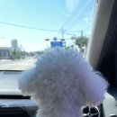 개나리 멍멍 이미지