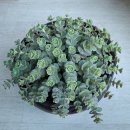 환타지아 이미지