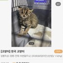억울한 아기 삵 이미지