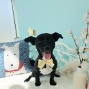 반려동물 애견 미용 이미지