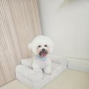 멍빨털빨 이미지