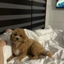 경포몽애견펜션 | [강릉] 개인 잔디밭이 있는 반려견 전용 애견펜션 &#34;경포몽애견펜션&#34; 내돈내산 숙박 후기
